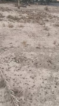 ٣٠٠م • شريفة بنت الحسن • سند ٢٥ مداور