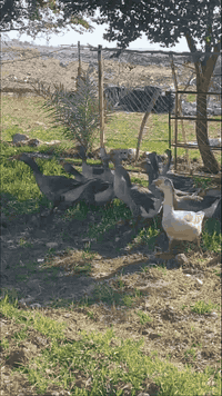 قدر • أواني مطبخ • كيلو ١٠