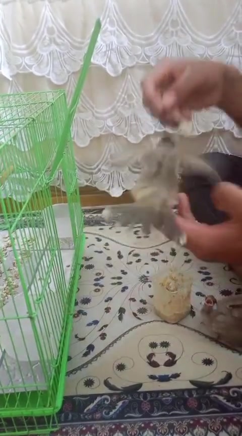 متاح افراخ بلابل اكبار حلوات ونضاف مكاني بصره قضاء المدينه سعر تك 35واذا ثنينهن قفلهن 60مكاني بصره قضاء المدينه شراي خاص


**إذا كنت صاحب هذا الإعلان وتريد حذفه لأي سبب، رجاءا أرسل رسالة إلى الدعم الفني**