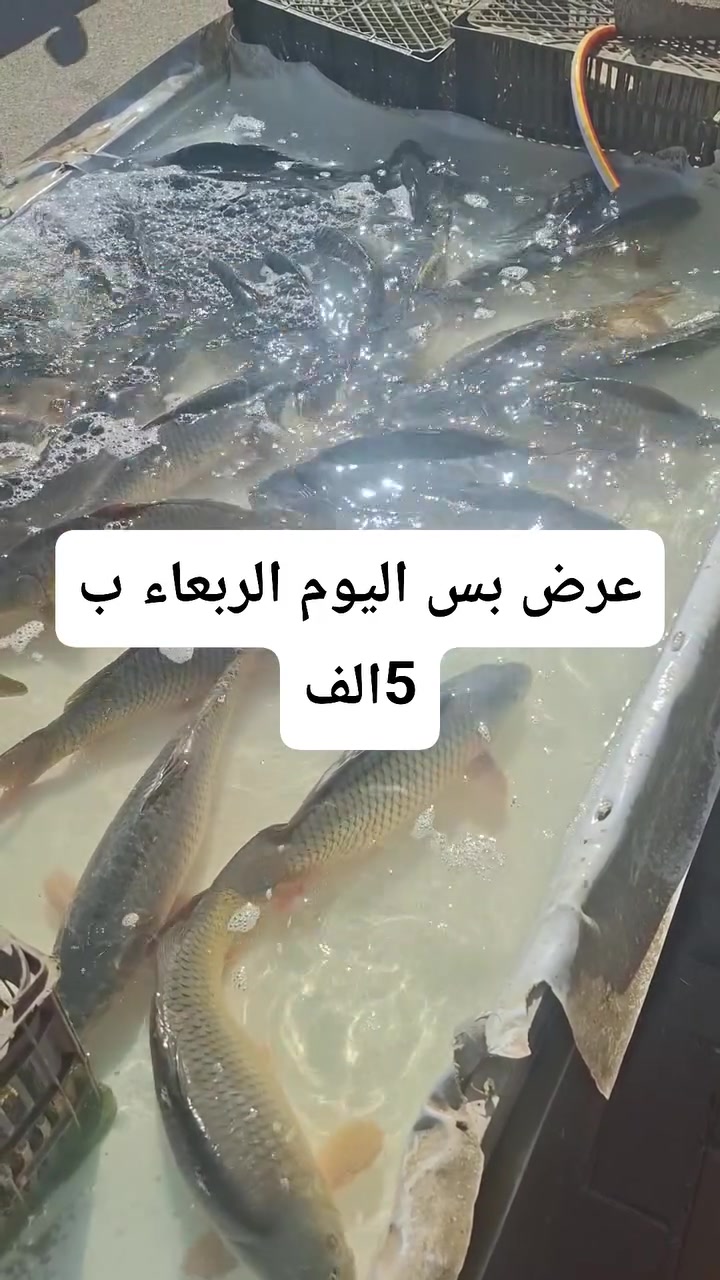 العرض اليوم الاربعاء العنده ثواب سوينا بس ب 5 الف سعر جمله
عنواني الجربوعيه الاولى ع السايدين مقابل حسينية الامام الرضا رقم الحجز واتساب ***********
