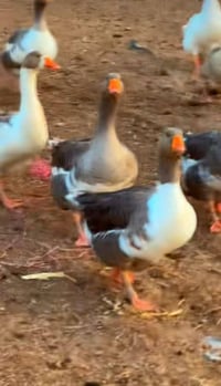 بط كبار • موال السنة • للبيع