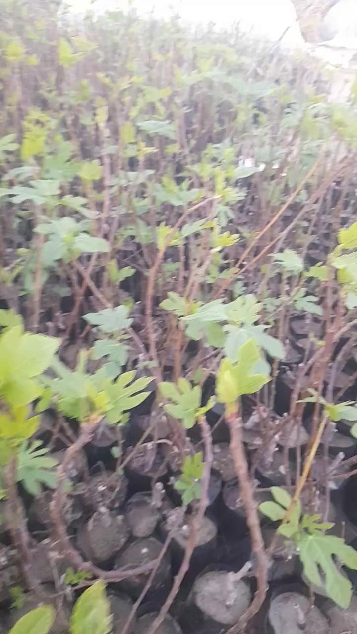 الهم صل على محمد وآل محمد مشتل بركات الرحمن تين بني مسلم وموجود عدده اصناف تين لاسباني تين ليونك المريكي وتين لعبيد بابل لحصوه على طريق الدايره يم محطة الصهباء مال للوقود ***********
