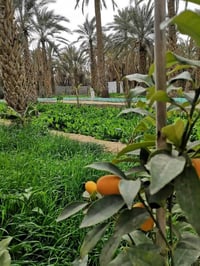 🌴 فرصة استثمارية مميزة – أرض زراعية للبيع 🌴 تعلن لكم عن توفر أرض زراعي...