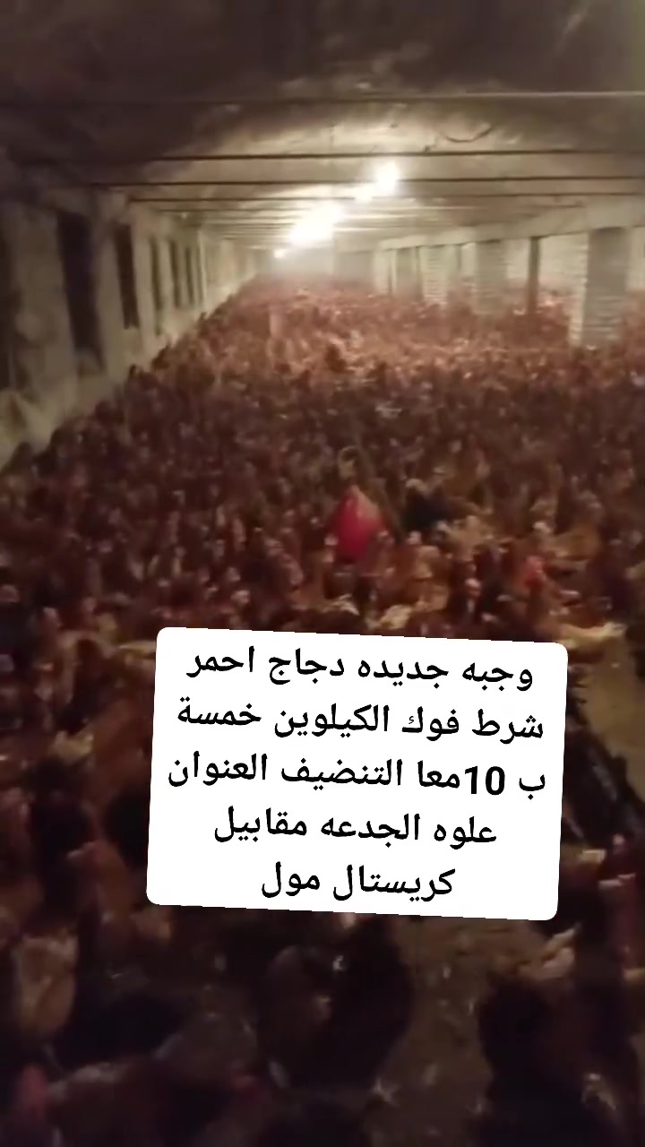 وجبه جديده دجاج احمر شرط فوك الكيلوين خمسة ب 10معا التنضيف العنوان علوه الجدعه مقابيل كريستال مول


**إذا كنت صاحب هذا الإعلان وتريد حذفه لأي سبب، رجاءا أرسل رسالة إلى الدعم الفني**