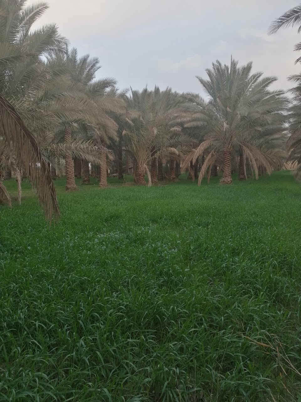 بستان للبيع مساحة اربعة دونم منطقة الابراهيميه مقابل قناة كربلاء تبعد عن قناة كربلاء كيلوين فلاحة ملاجه يحتوي على أكثر من ١٥٠ نخله حماله سعر الدونم ١٢٥ مع مجال قليل للشراي *********** أبو أحمد الاسدي واجهة البستان ٣٢ ونزال أكثر من ١٥٠ متر الوجهه على نهر
