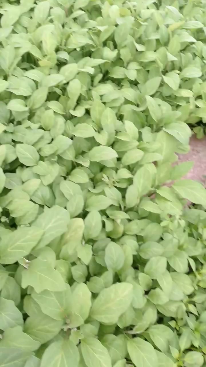 السلام عليكم يوجد شتل بيدنجان وفلفل صابع ومدعبل ناحيت نمرود قريت النايفه ***********
