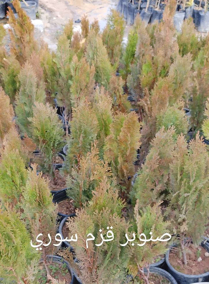 متوفر في مشتلنا
ناحية الزاب 
***********
