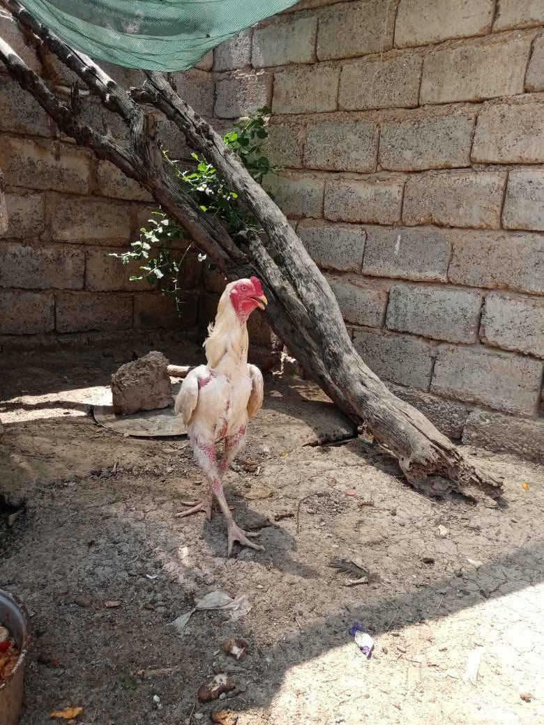 ديج هرتي للبيع


**إذا كنت صاحب هذا الإعلان وتريد حذفه لأي سبب، رجاءا أرسل رسالة إلى الدعم الفني**