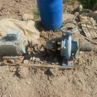 خنزير ضقط • ٣٠ حصان • خاص