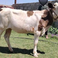 بچر اصلية • درجى اولى • الشرقاط الخظرانيه