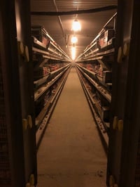 حقول دواجن ألمانية • ٢٠٠٠٠ طير • النجف كوفه البوحداري