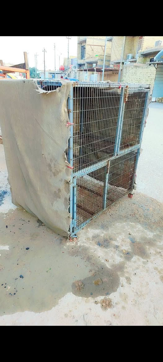 سلام عليكم قفص حديد تزكام شخاط قوي بابين المكان ميسان ***********
