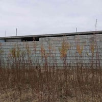 شتال مشمش • للبيع