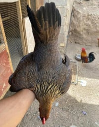 ديج ودجاجه شمسي كويتي للبيع اليريدهن يتصل 07743509019