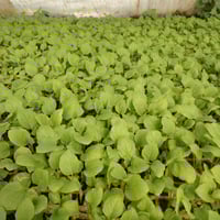 دايات • باذنجان عراقي • مشتل كربلاء