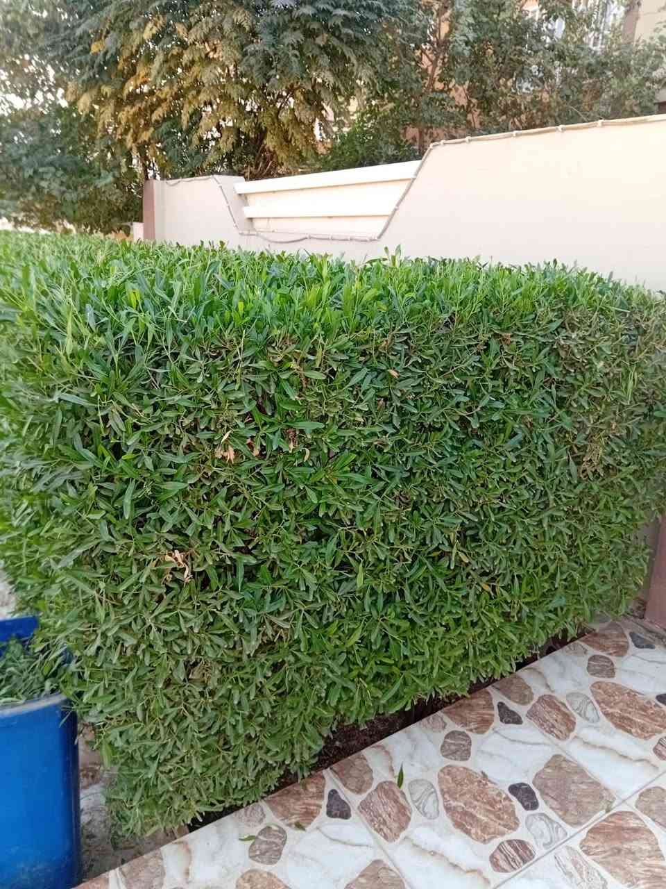 حديقجي في اربيل + تصميم وترتيب ديكورات 
زرع حدائق + أدامه شهريه+ زرع اشجار + تقليم الأشجار +قص ثيل 
تنظيف وترتيب الحدائق + قلب وتنظيف تربه ترتيب +
تبديل تربه + ترتيب سياج الحدائق بل الملون 
ترتيب اطارات الحدائق بل حصو الملون الاستفسار 

واتساب ***********
