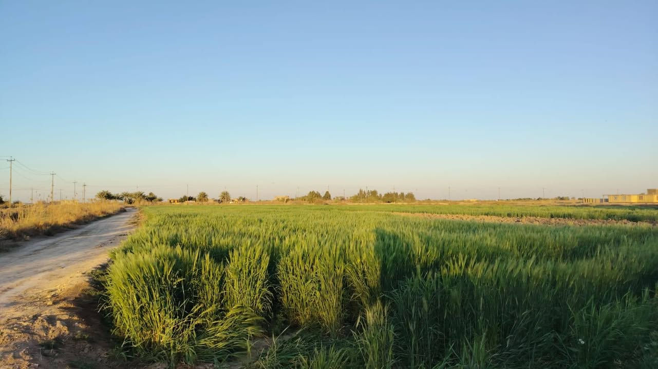 السلام عليكم 5دونمات ونص للبيع
حالين مزروعه شعير وجت طابو 117 
رقم الهاتف ***********
مكان الكاع طريق الحمزه السياحي مقابيل ال سند ال دخان
