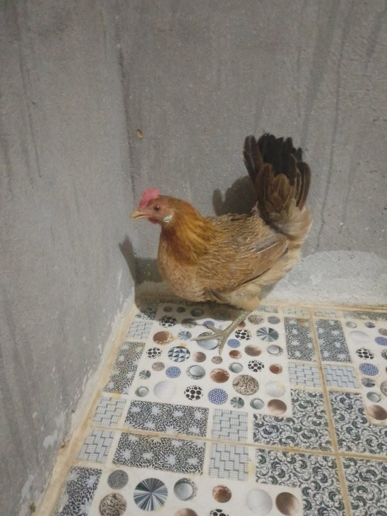 دجاجة بياضة وياها كتاكيت 2للبيع


**إذا كنت صاحب هذا الإعلان وتريد حذفه لأي سبب، رجاءا أرسل رسالة إلى الدعم الفني**