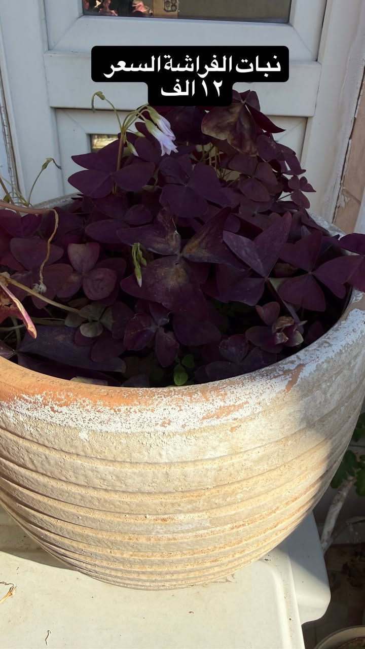 نباتات مال بيت للبيع 
مكتوب اسعارها
ونكدر نوصلة الكم داخل كركوك 
راسلوني 👍🏻


**إذا كنت صاحب هذا الإعلان وتريد حذفه لأي سبب، رجاءا أرسل رسالة إلى الدعم الفني**