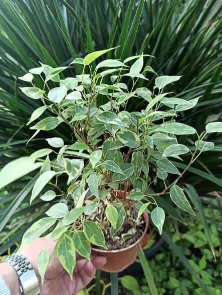 خلي نبتتك توصلك للباب بدون عناء 🌿🚚
بابونج ستور 🌼 يوفر لكم أجمل نباتات الضلية والخارجية وبأسعار مناسبة وجودة مضمونة ✨
اختار نبتتك واترك الباقي علينا… التوصيل متوفر لكل أحياء الموصل والمحافظات.

للطلب والاستفسار: ***********
بابونج… نبتة تغيّر مزاجك وتضيف روح لبيتك 💚🌼
