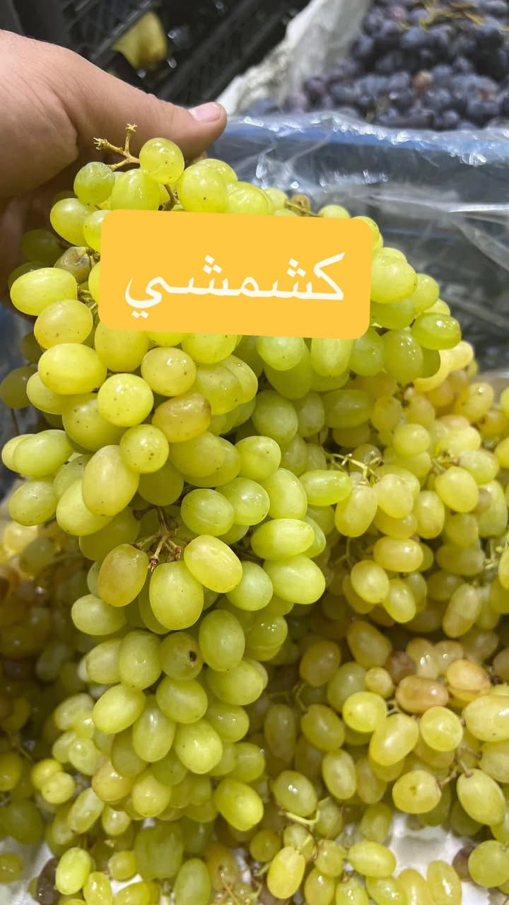 لاصحاب المزارع والمشاتل....
بفضل الله يتوفر  اقلام عنب 
1_حلواني
2_كمالي
3_فرنسي
4_اسود بلد 
5_كشمشي

1000قلم بسعر 65الف

750قلم بسعر 55الف
500قلم بسعر45الف
300قلم بسعر 30الف
200قلم بسعر 25الف
100قلم بسعر 15الف

الاقلام توصلك جاهزه او كل صنف مكتوب اسمه عليه  كله الاصناف مضمونه من بساتينه بصلاح الدين الدجيل
  
 بوجد توصيل لجميع المحافظات 6الاف  الحجز على الخاص


**إذا كنت صاحب هذا الإعلان وتريد حذفه لأي سبب، رجاءا أرسل رسالة إلى الدعم الفني**