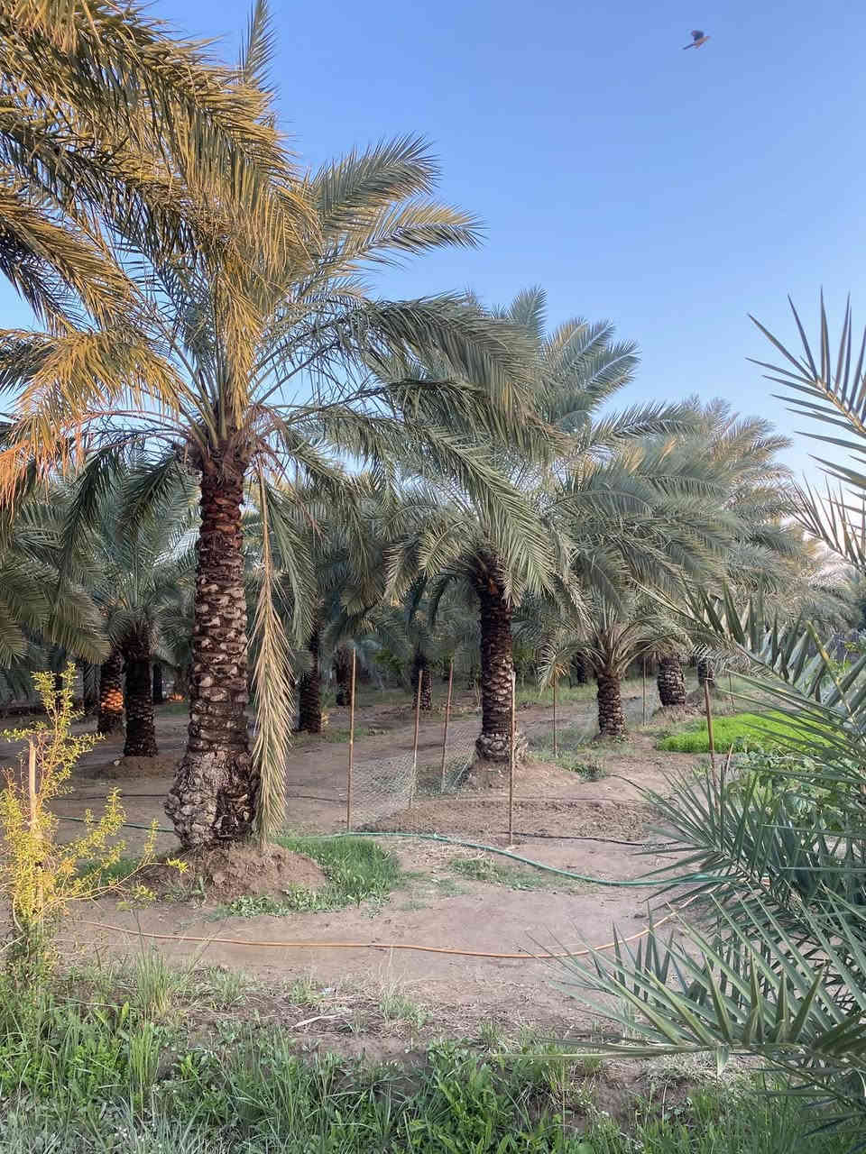 بستان للبيع في القريه البيضاء 
مساحه البستان 4000متر 
يحتوى على دار سكني حديث 
متوفر ماء + كهرباء 
يبعد عن السده 50 متر 
للاستفسار مراسله الصفحه 
او الاتصال على الرقم ***********
