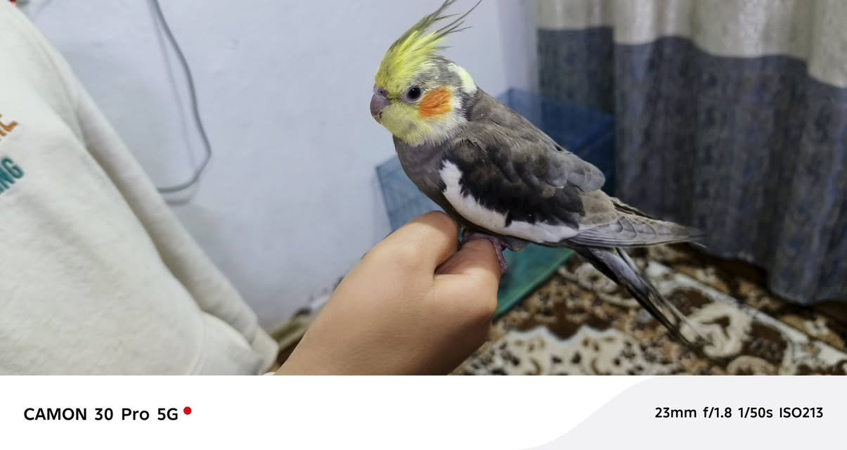 كوكتيل اليف طينه فحل يغرد
السعر قفل ٢٥

***********
