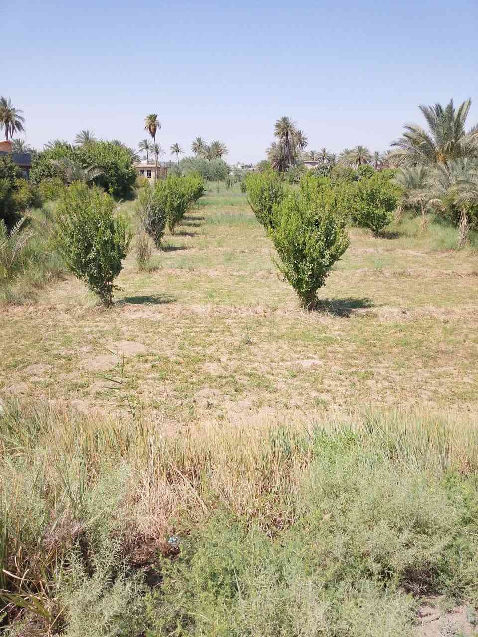 كاع دونم ونص  للبيع ***********
