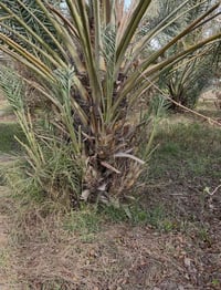 يوجد لدينا فسيل زهدي وتبرزل احجام قنينه غاز ...للاستفسار على الاسعار و...