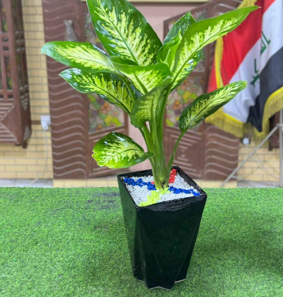 بنات عروضنه ع راس السنه ح يبدا من اليوم لمده اسبوع يبقى واي طلب يعبر سعره ٤٠ الف تجي وي طلب هديه 

اسعار العروض تحت الصور


**إذا كنت صاحب هذا الإعلان وتريد حذفه لأي سبب، رجاءا أرسل رسالة إلى الدعم الفني**