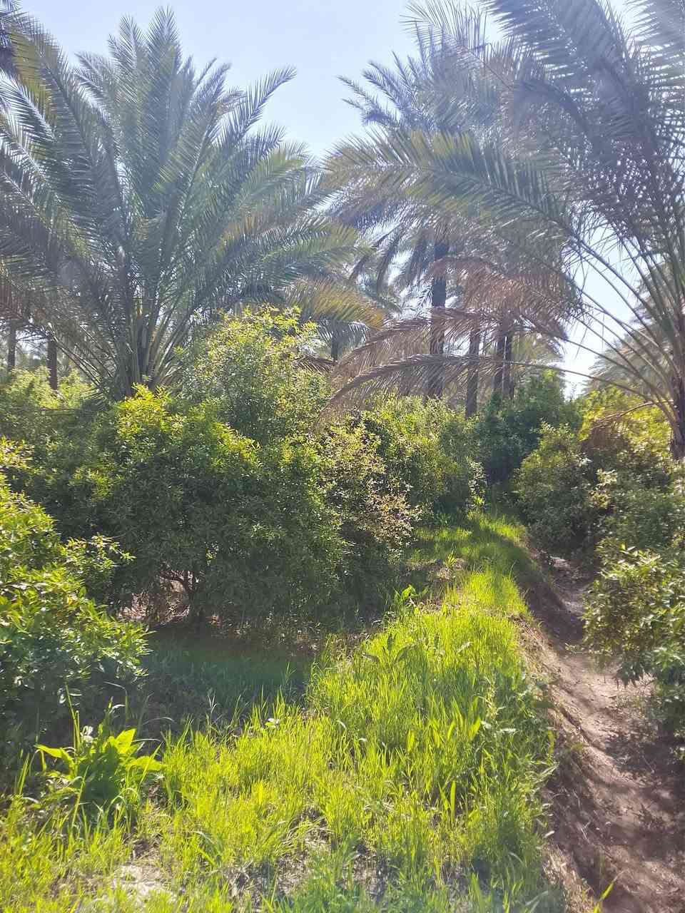 بستان دونمين للبيع
المنطقه الراشيه منطقه العداله
تحتوي علا نخل وحمضيات
واجهة الأرض 53 
نزال 95 
اي استفسار رقم الهاتف
***********
