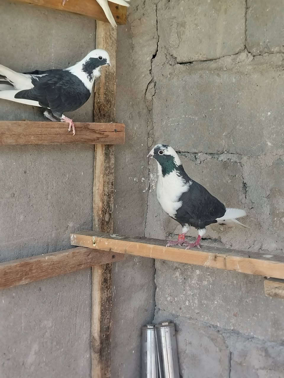 سلام عليكم شباب طيور ارافل للبيع محزمات وشراي يخابر ويدلل مكاني مسيب العدد( 4)  ***********
