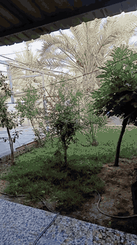 #‏دار (( #للبيع )) #كربلاءالمقدسه 
‏         (( طريق بغداد -كربلاء عامود 128 خلف مدينه سيد الاوصياء فرع اسواق الدولار )) 
‏         (( طابو زراعي اقرار محكمه تدوير مباشر مع صاحب الدار  )) 
‏--------------------------------------------------
‏المساحة  ((   225 متر   -البناء 110. -الحديقه 115 )) 
‏السعر      ((  125 مليون مَعٌ مَجِآلَ بَِّسيِّطّ  )) 
‏--------------------------------------------------
‏يتكون من  :
‏طابق ونصف 
‏الطابق الاول 
‏غرفه +صاله+ استقبال+ مطبخ حار خارجي ومطبخ بارد داخلي
‏حمامات داخليه خارجيه كراج +حديقه
‏نصف طابق فوك.***
‏غرفه +صاله +حمامات +سطح 
‏--------------------------------------------------
‏           (( ملاحظة )) 
‏البناء صب كونكريت مسلح
‏طابوق 
‏عرض الشارع 6متر 
‏#ماء+مجاري +كهرباء باب البيت +مولد ذهبي
‏--------------------------------------------------
‏للاستفسار الاتصال على الإرقام (غير متواجد ع النت )
‏***********رقم صاحب البيت. يتوفر واتساب 
‏***********رقم ابن صاحب البيت. يتوفر واتساب 
‏------------------------------------------------
