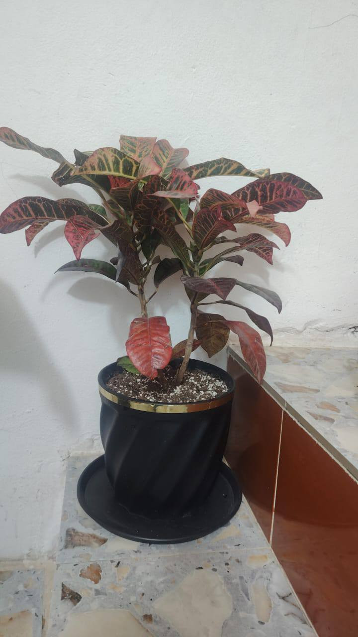 نباتات ضليه للبيع


**إذا كنت صاحب هذا الإعلان وتريد حذفه لأي سبب، رجاءا أرسل رسالة إلى الدعم الفني**