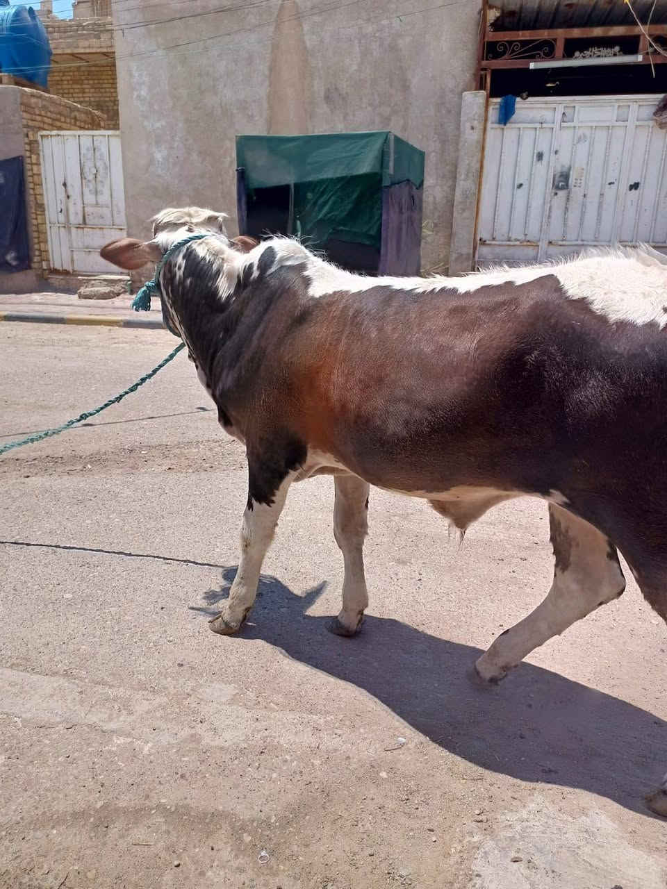 عجول اسمان كلش مالات نذاري للبيع ميسان وشراي يتصل وبي خير ودلل
***********
