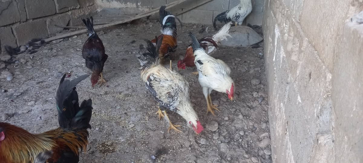 22 کەڵەشێری کوردی جوان وەزندار بەردەستە
شوین کەلار و رزگاری


**إذا كنت صاحب هذا الإعلان وتريد حذفه لأي سبب، رجاءا أرسل رسالة إلى الدعم الفني**