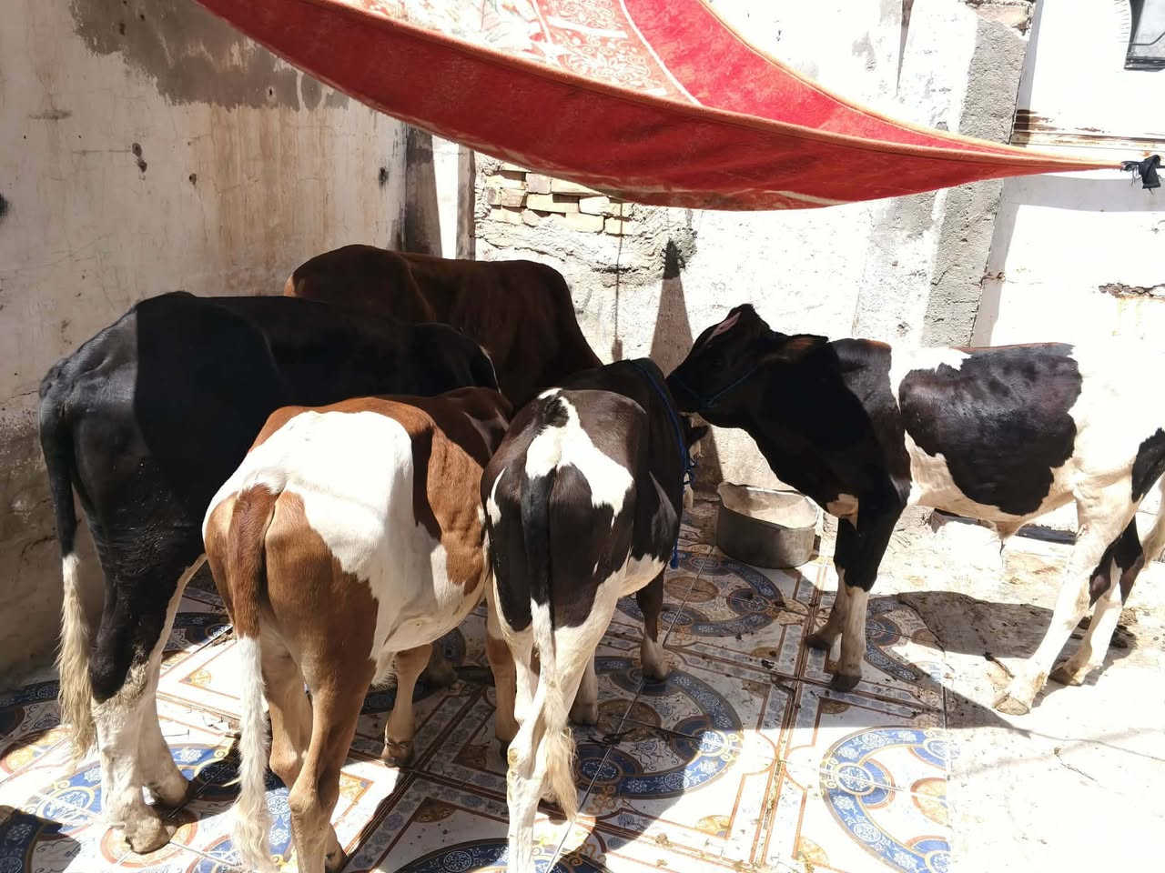 عجول البيع عدد 5 مكان عماره على الحولي قرب محطة مال بيت مخيلف 
***********
سعر الوحد مليون و 325

