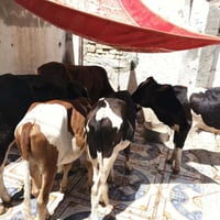 عجول • بيع عجول • مواشي • حيوانات • عجول للبيع • لحم عجل • تربية مواشي...