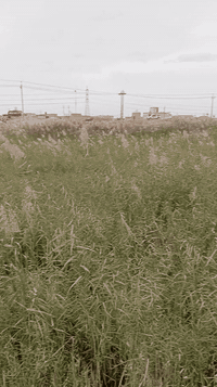 قطعه ارض ٢٠٠ م    طابو صرف مقاطعه ٤١ موحيه. والسعر ٨٥. والشراي يتصل ***********.           رقم العقار ١٠٥
