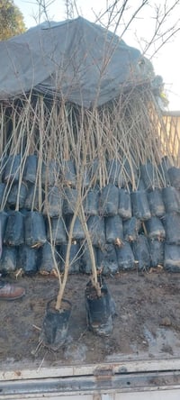 شتلات رمان • رمان بيشكان • الخالديه