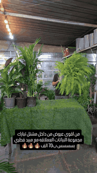 مجموعة نباتات • نباتات داخلية • توصيل بغداد