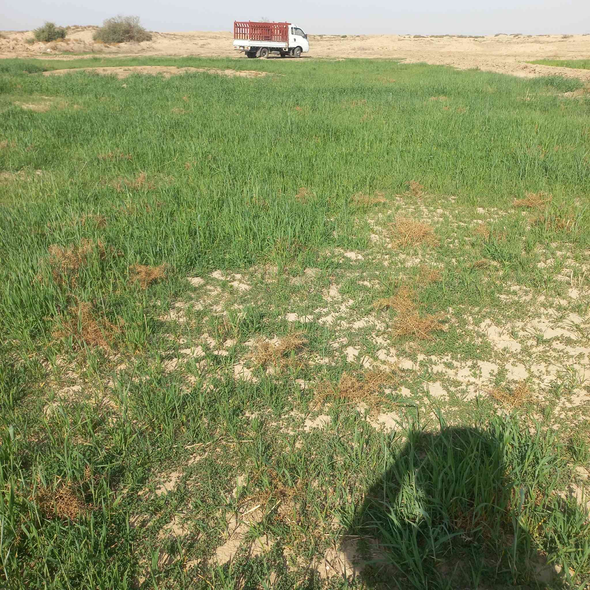 السلام عليكم زرع للبيع العنوان البدير قريت بولان الرقم *********** ***********
