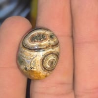 داودي يماني • ملكي • نوادر