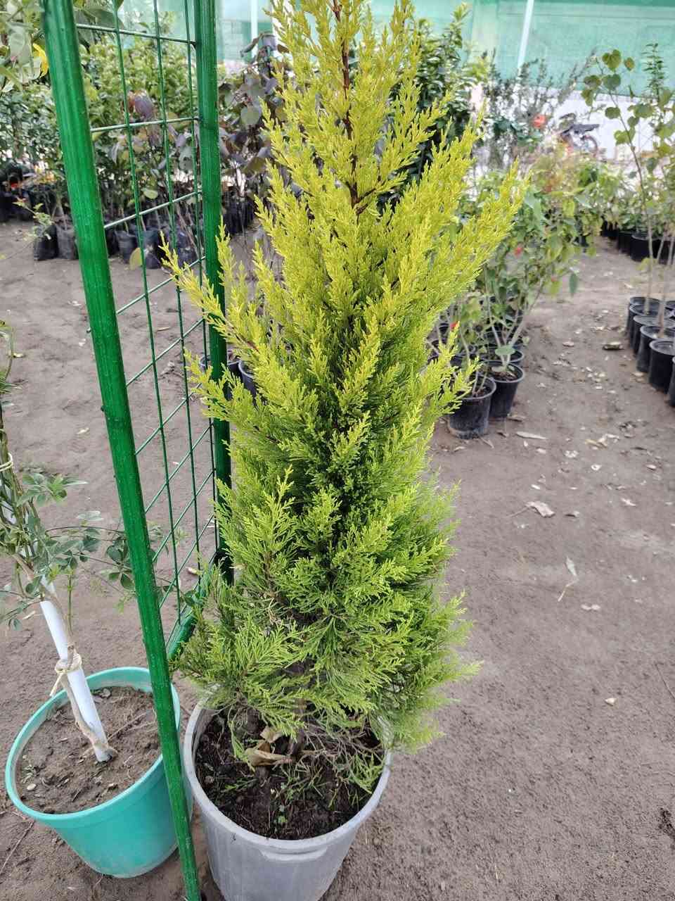 السلام عليكم
عرض اليوم
سرو ليموني  الخارجي  
 القطعه اب 25 الف
وتوفر ايضا قوس حدائق
القطعه اب 20
توصيل موجود للمناطق القريبه
الموقع /قضاء الخالص _ناحيه هبهب _عرب شوكه قرب مندي ماجد

واتس او للاتصال
***********
