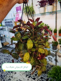 الضليات • متوفره حالياً • الاسعار عالصور