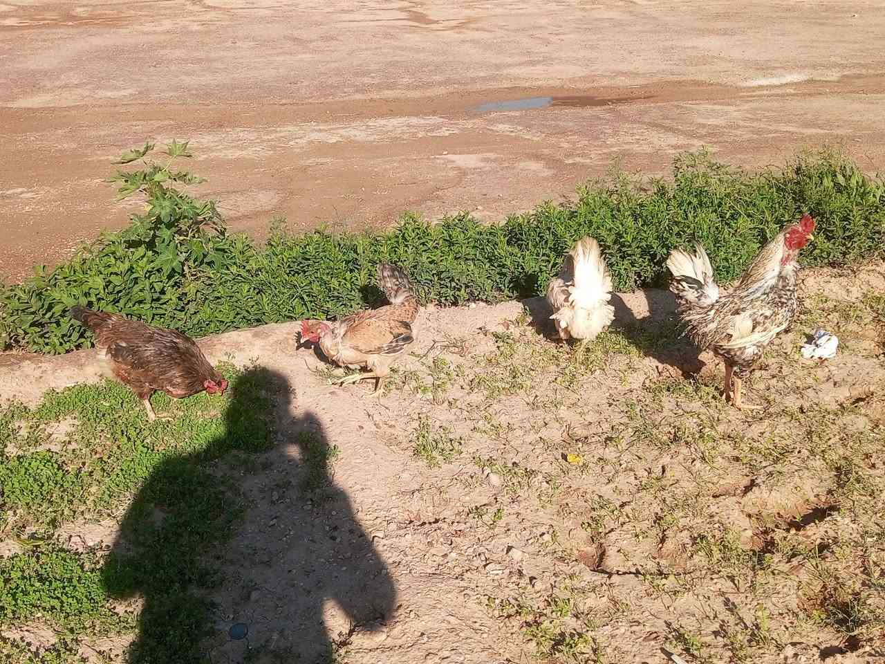 سلام عليكم سيت دجاج عرب تلاثه٣ وديج ورد الاكله مثل وماضح بتصوير بياض شرط بيع شلع تواصل عله رقم فقط سعر ٧٥ قفل *********** مكاني سبع كيلو
