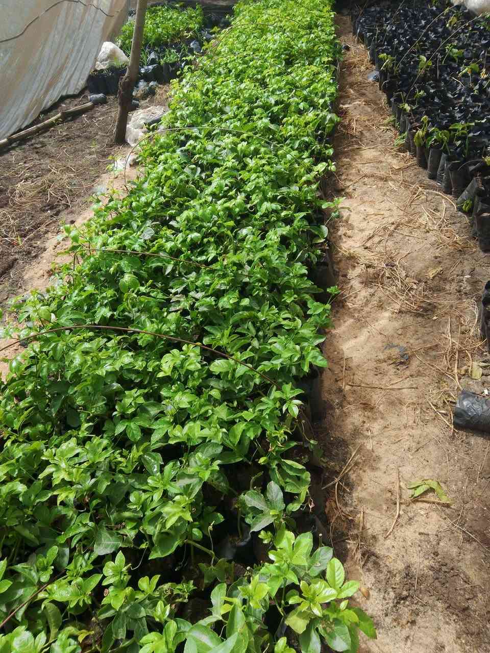 موجود حوالي 700شتله بشن فروت سعر 9ج
للتواصل 01098346116


**إذا كنت صاحب هذا الإعلان وتريد حذفه لأي سبب، رجاءا أرسل رسالة إلى الدعم الفني**