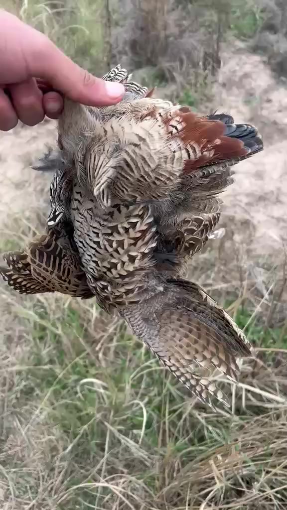 السلام عليكم بودي انجليزي مال دراج كامل مواصفات ***********
