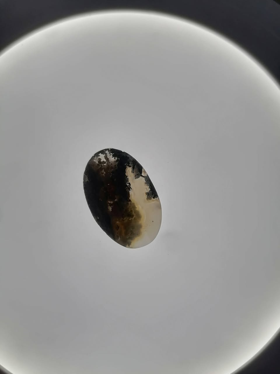 الحجر الطحلبي تحت المكبرة


**إذا كنت صاحب هذا الإعلان وتريد حذفه لأي سبب، رجاءا أرسل رسالة إلى الدعم الفني**