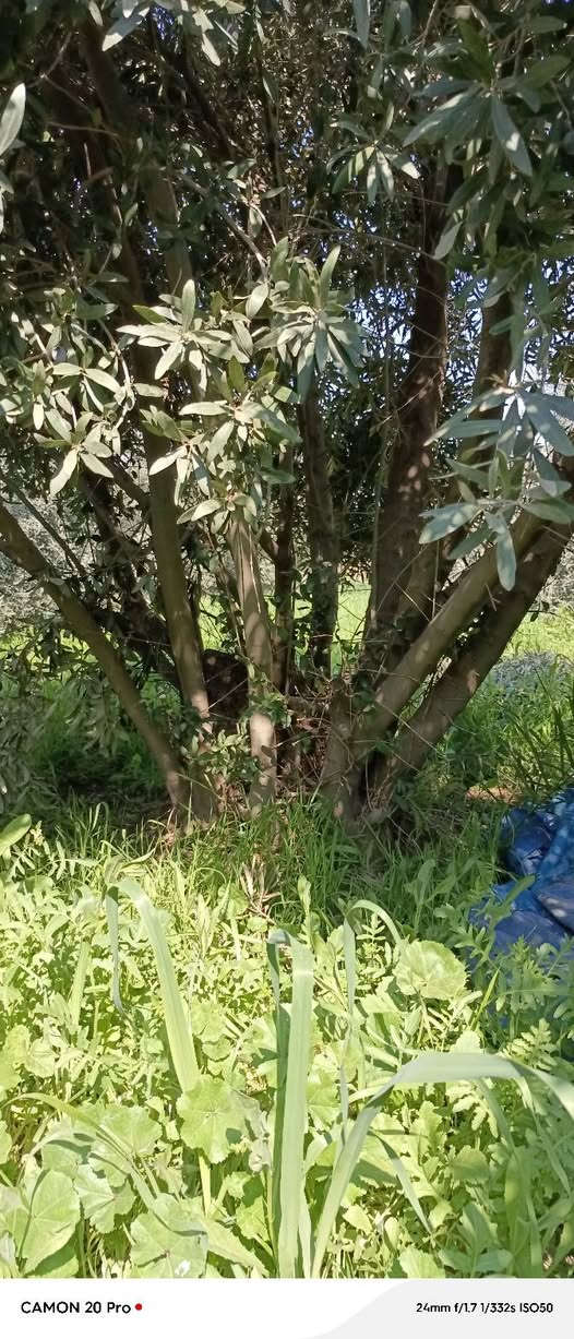 يوجد لدينا اشجار زيتون للبيع لعدم تفرغ عمر15سنة او اكثر اشجار وفير انتاج مزرعة كامله اقل طلب 10اشجار او اقل بسعر مناسب
ستفسر***********
عنوان موصل بعشيقة
